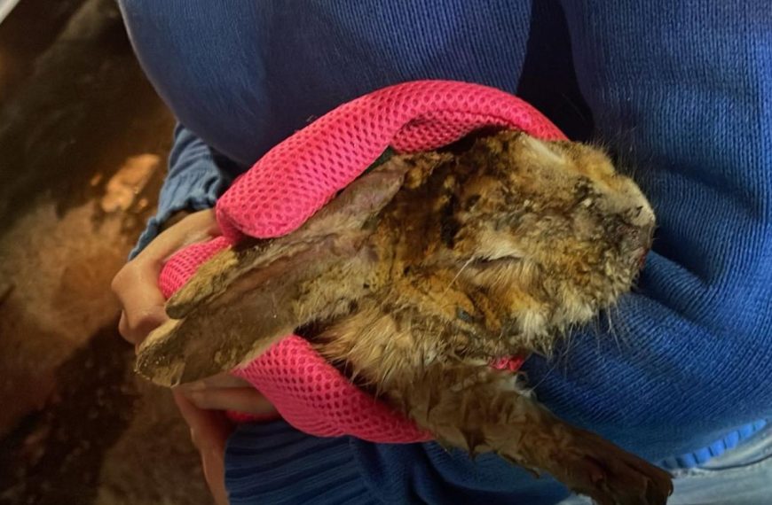 🚨🔥 Tragedia en San Gregorio: incendio&hellip;