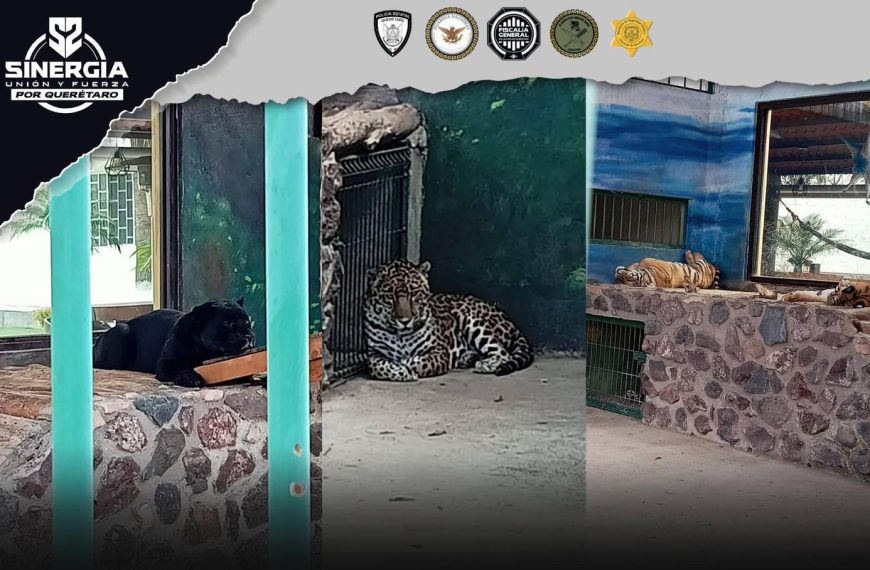 🚨🔫📄 Cateo por delitos contra la&hellip;