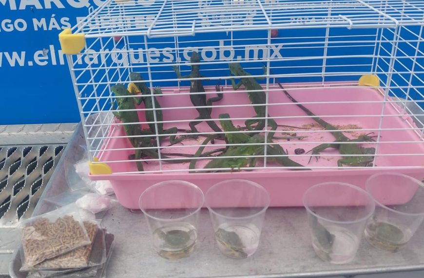 🚨🦎 Rescatan iguanas y tortugas amontonadas&hellip;