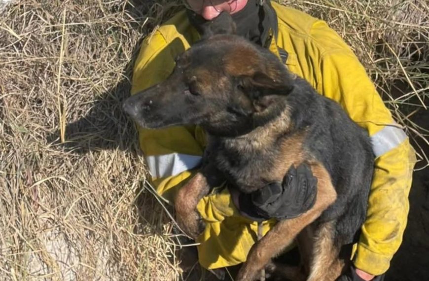 🐾🚨 Bomberos Voluntarios de Ezequiel Montes rescatan a&hellip;