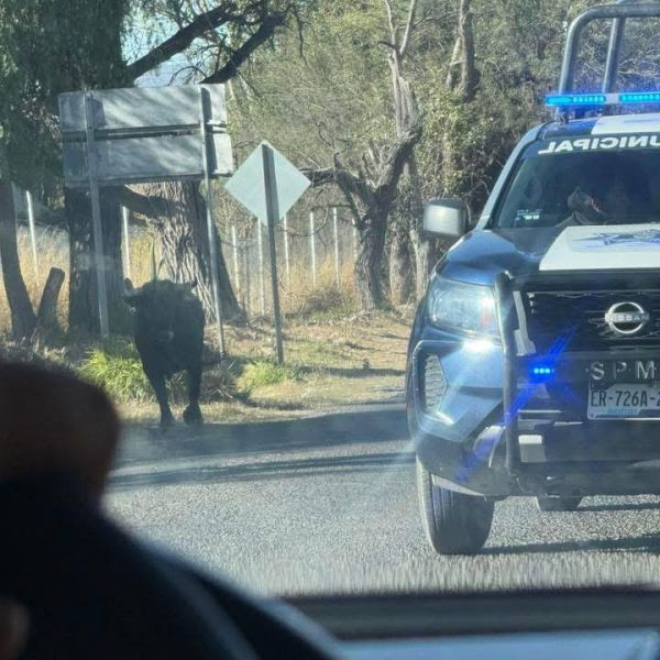 🚨🐂 Toro suelto desata caos en la cabecera&hellip;