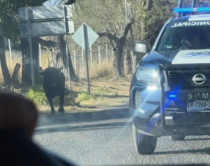 🚨🐂 Toro suelto desata caos en&hellip;