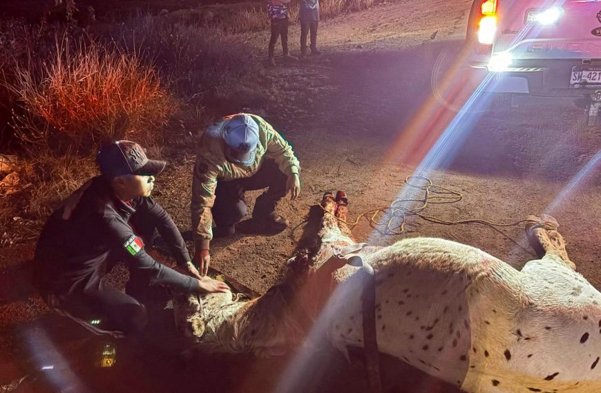 🐎⚠️ Muere caballo tras ser atropellado&hellip;