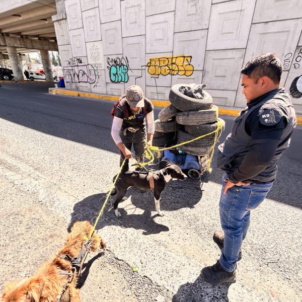 🚨🐾 Exponen maltrato animal en El Marqués: obligaban&hellip;