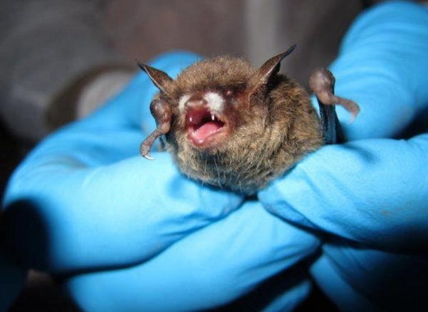 🚨🦇 Alerta sanitaria en Veracruz: confirman muerte por&hellip;