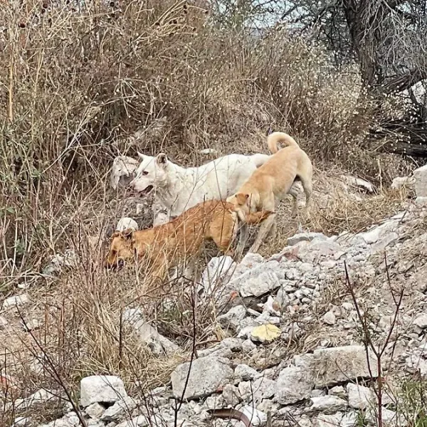 🚨🐕 Abandono de perros en Cerro Gordo provoca&hellip;