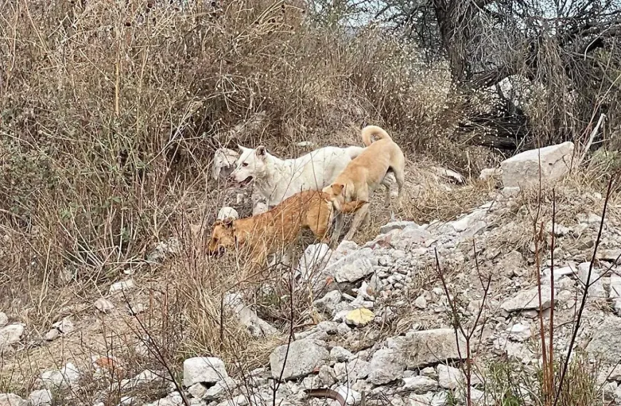 🚨🐕 Abandono de perros en Cerro Gordo provoca&hellip;