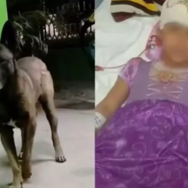 🚨 Sacrificarán a “Pilo”, el perro que atacó&hellip;