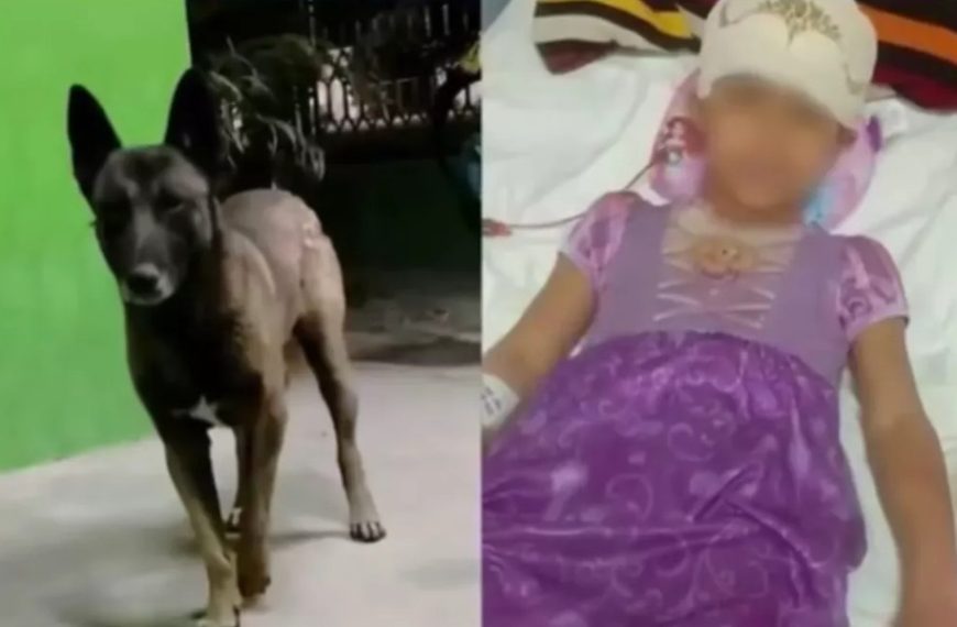 🚨 Sacrificarán a “Pilo”, el perro&hellip;