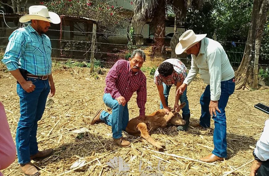 🚨 Investigan posible presencia de gusano&hellip;