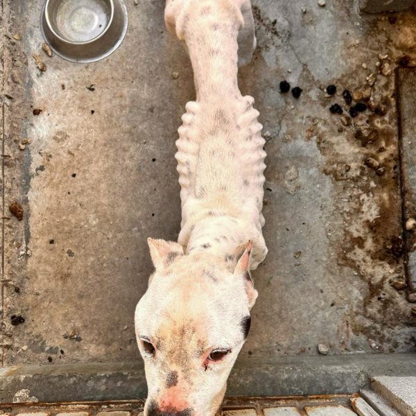 🐶🚨 Rescatan a perrita abandonada en La Pradera:&hellip;