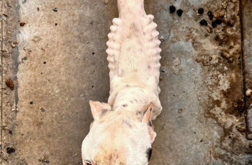 🐶🚨 Rescatan a perrita abandonada en&hellip;