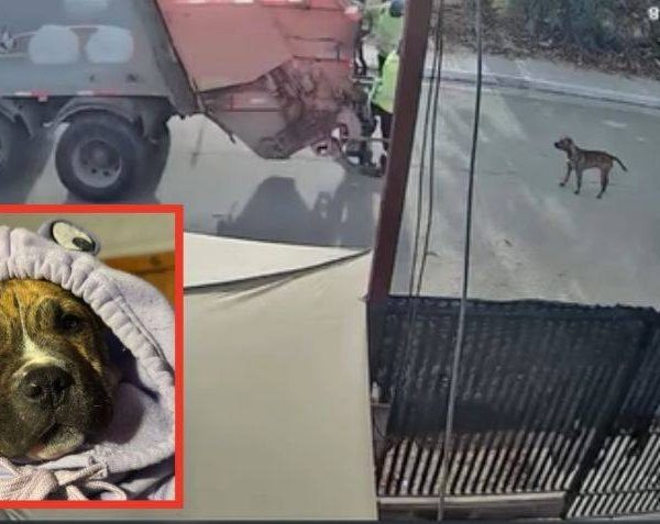 🚨 Indignación total: camión de basura atropella a&hellip;