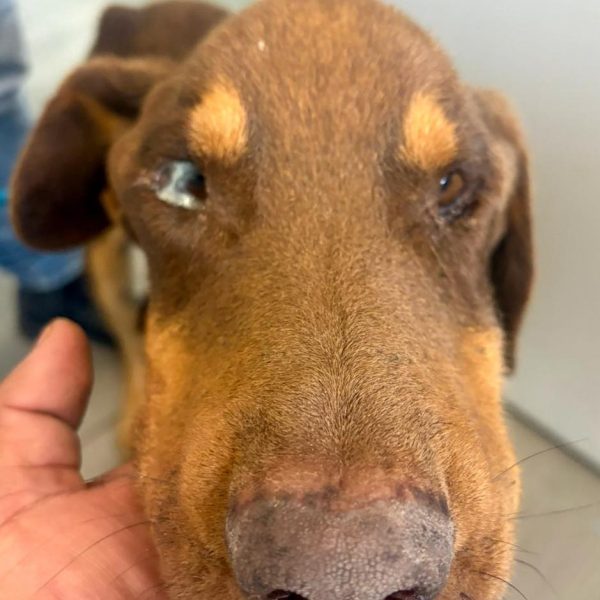 🚨🐶 Rescatan a perrito en estado crítico en&hellip;