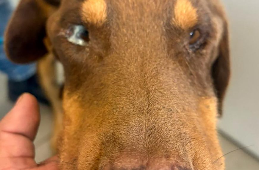 🚨🐶 Rescatan a perrito en estado crítico en&hellip;