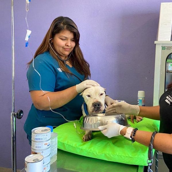 🐶💔 Entre la vida y la muerte: perrita&hellip;