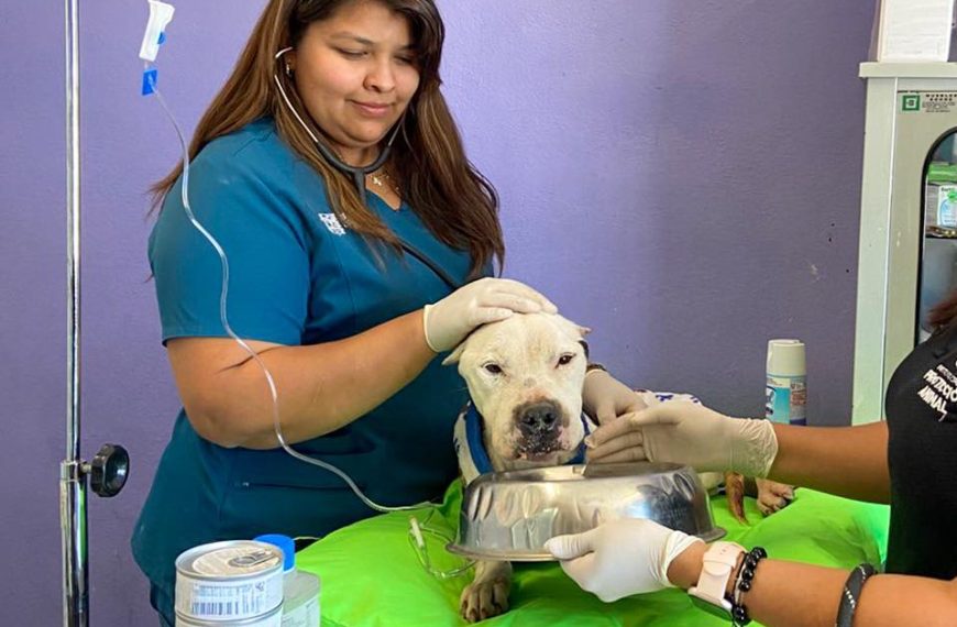 🐶💔 Entre la vida y la muerte: perrita&hellip;