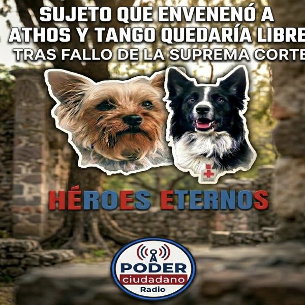 🚨🐶⚖️ Caso Athos y Tango da giro: responsable&hellip;