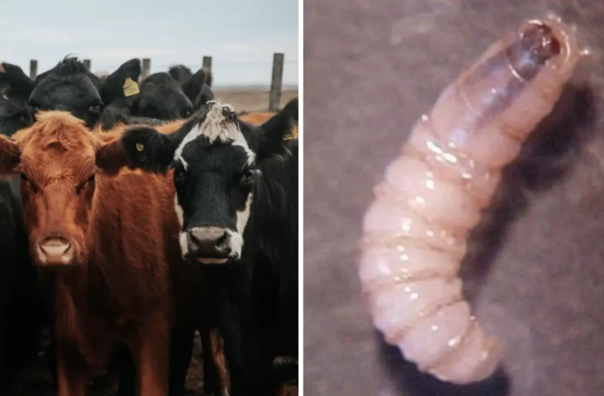 🚨🐄 Activan alerta en el semidesierto: refuerzan acciones&hellip;