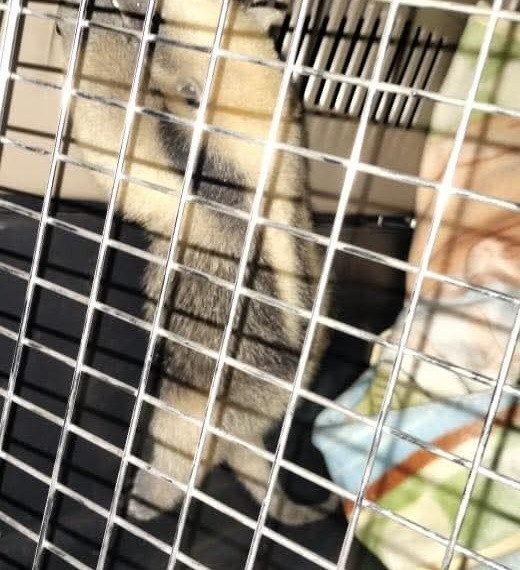 🚨🐾 Rescatan cría de oso hormiguero&hellip;