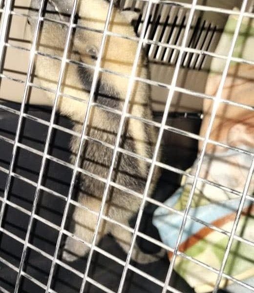 🚨🐾 Rescatan cría de oso hormiguero en en&hellip;