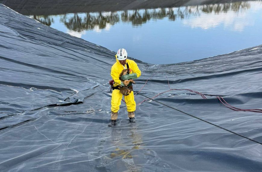 🚨🐶 Rescatan a perrito atrapado en&hellip;