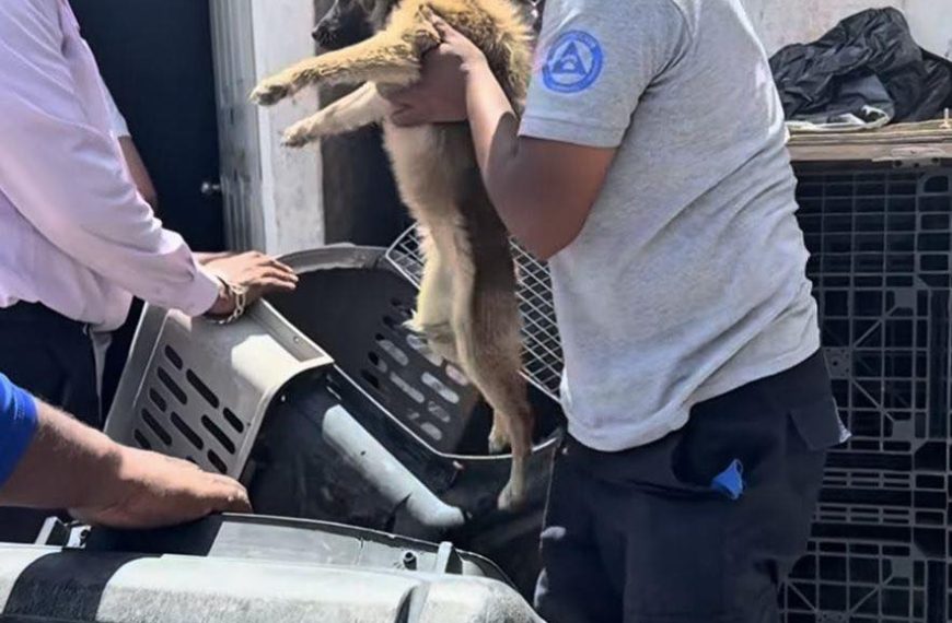 🚨 ¡Rescate en Hacienda Santa Rosa!&hellip;