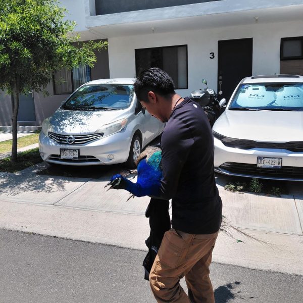 🦚🚨 Encuentran pavorreal deambulando solo en Zákia; autoridades&hellip;