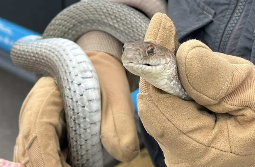 🚨🐍 Aparece serpiente “chirrionera” dentro de&hellip;