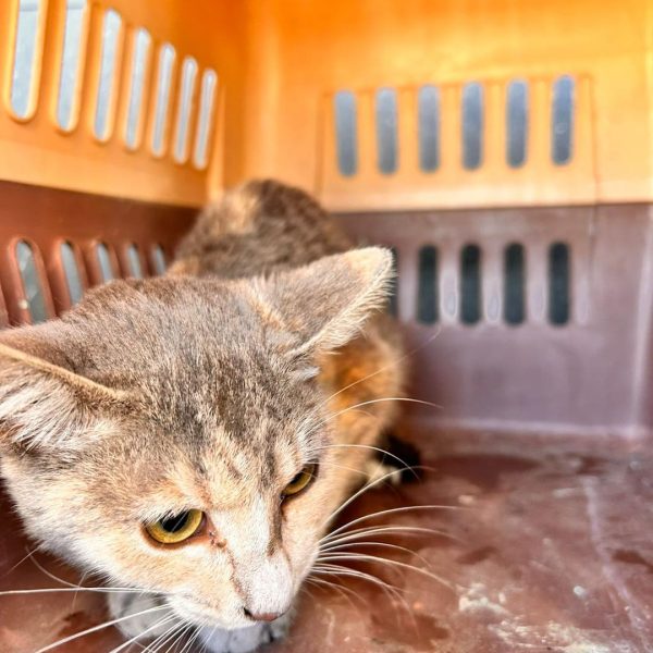 🚨🐾 Rescatan a gatita atrapada en cárcamo en&hellip;