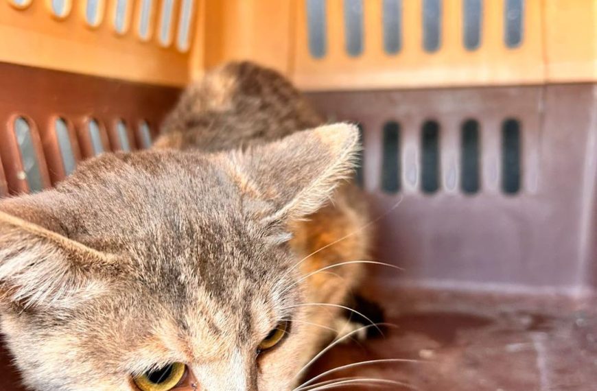 🚨🐾 Rescatan a gatita atrapada en&hellip;