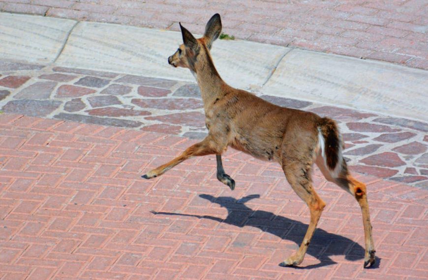 🦌⚠️ Avistan venados en zonas habitacionales&hellip;