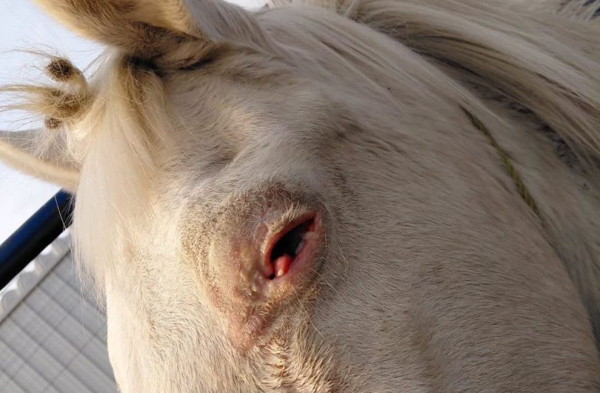 🚨🐴 Hallan caballo con graves problemas&hellip;