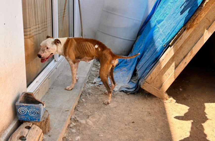 🚨💔🐾 Crueldad en El Marqués: rescatan&hellip;