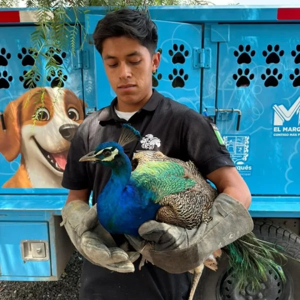 😮🌆 De lo inesperado a lo viral: pavorreal&hellip;