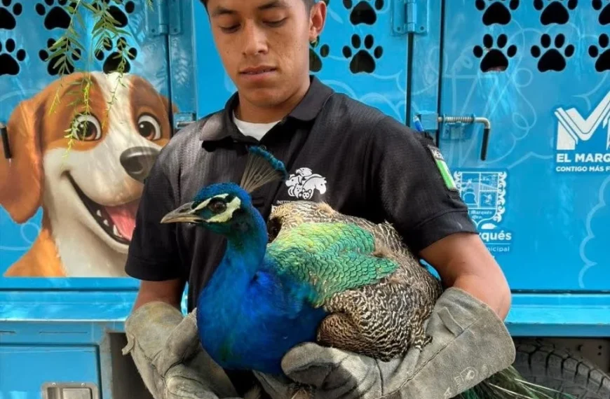 😮🌆 De lo inesperado a lo viral: pavorreal&hellip;