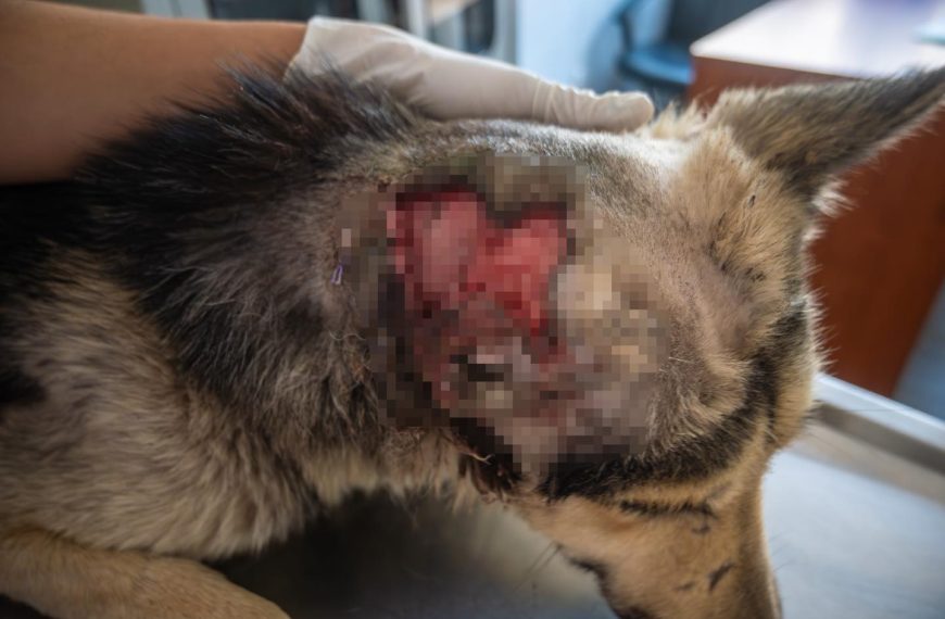 🚨🐶 Detectan segundo caso de gusano barrenador en&hellip;