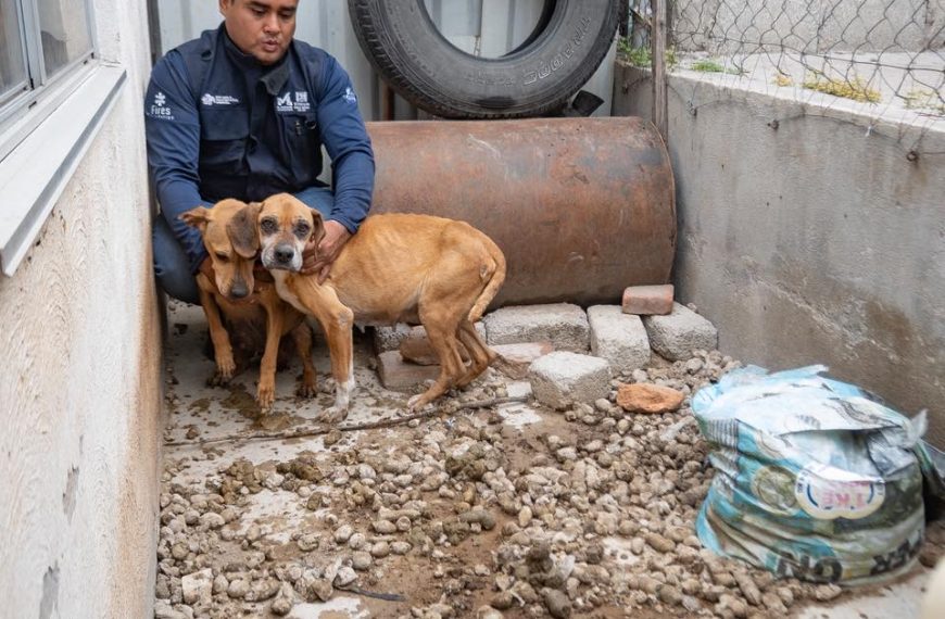 🐶🚔 Rescatan a 2 perritas desnutridas&hellip;