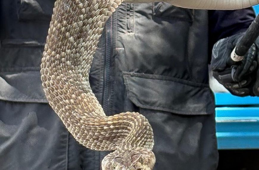 🚨🐍 Víbora de cascabel mata a un perrito&hellip;