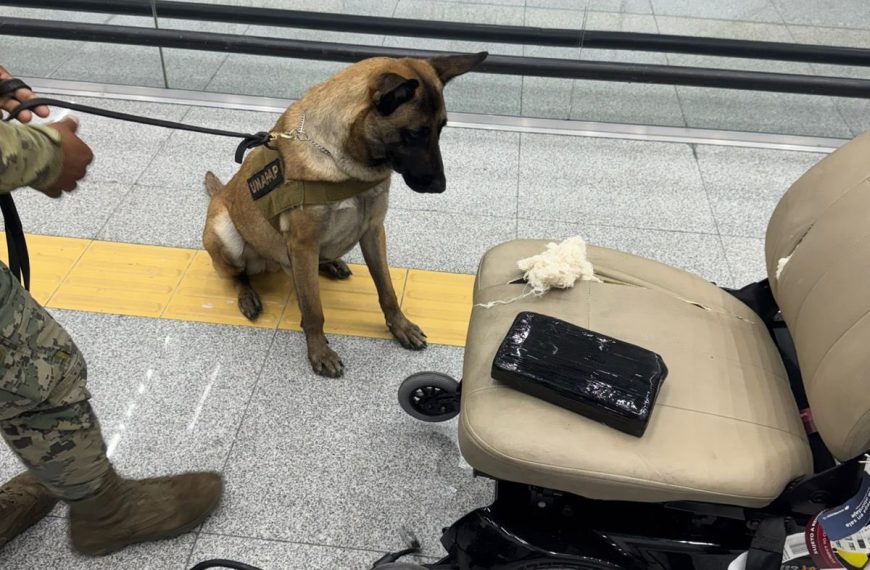 ✈️🚨 ¡Intentaban pasar más de 8&hellip;