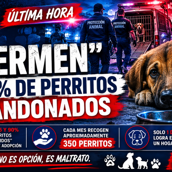 😨 Recogen 350 perros al mes en Querétaro…&hellip;
