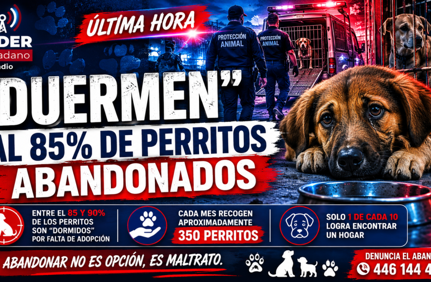 😨 Recogen 350 perros al mes en Querétaro…&hellip;