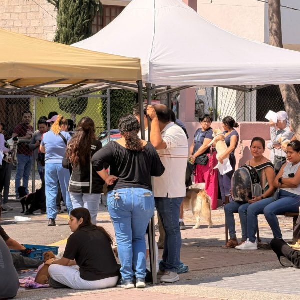 🐶📍 Querétaro busca identificar a mascotas con microchip&hellip;