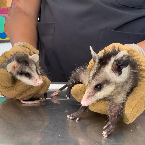 🦝🐍🚨 Rescatan tlacuaches con sus crías y cinco&hellip;