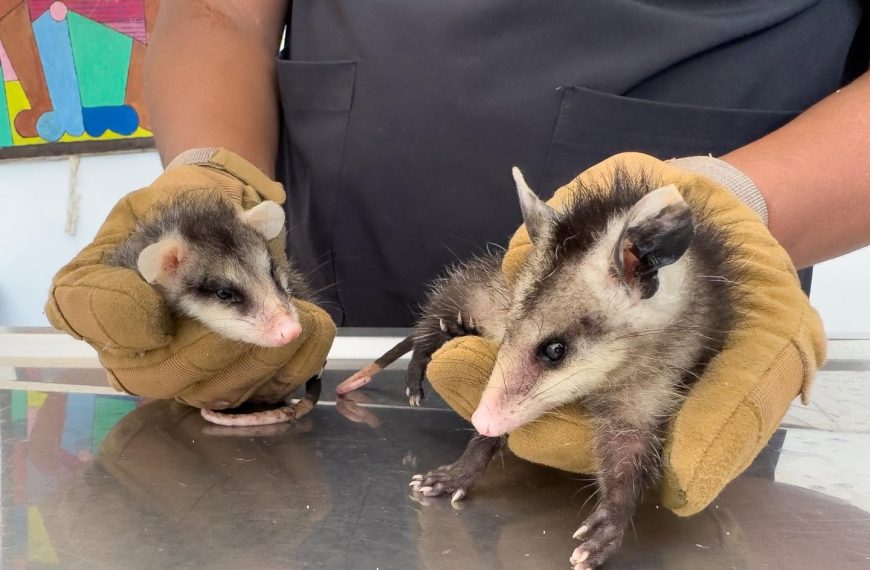 🦝🐍🚨 Rescatan tlacuaches con sus crías&hellip;