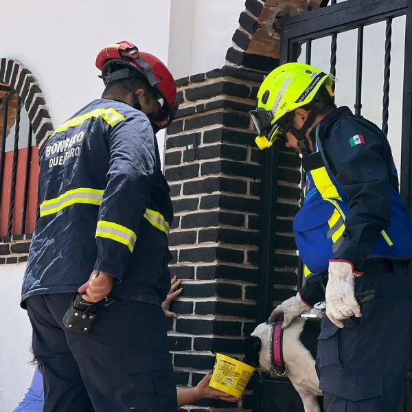 🚒🐾 Perrito queda atorado en una protección metálica&hellip;