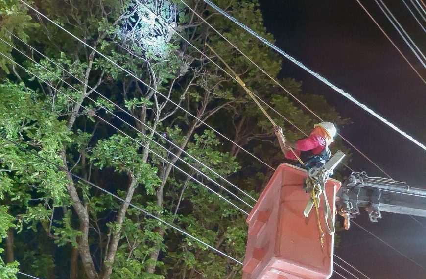 🐱🌳🚨 ¡Final feliz en El Marqués! Rescatan a&hellip;