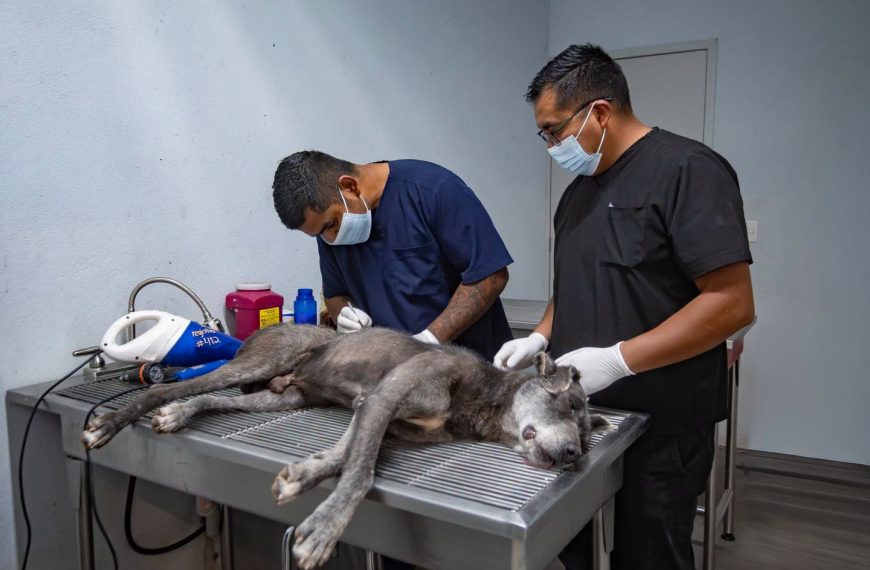 ⚠️🦠 Un perro rescatado dio positivo&hellip;