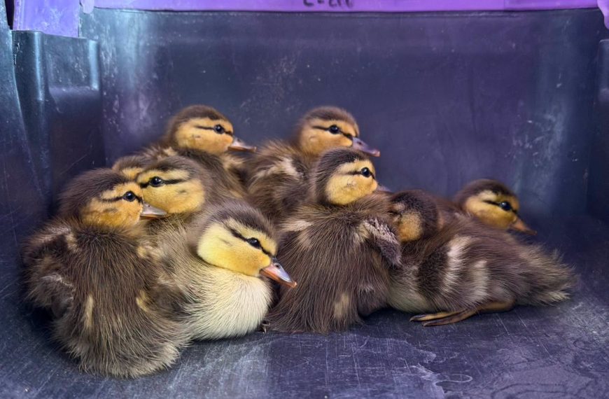 🦆🏡 ¡Terminaron dentro de una casa!&hellip;