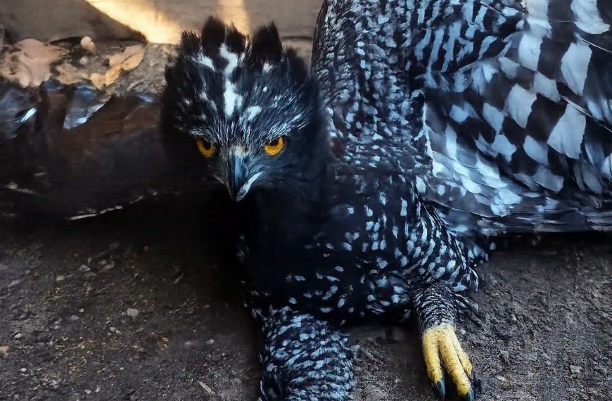 🦅🌿 ¡HALLAZGO HISTÓRICO EN QUERÉTARO! Captan por primera&hellip;